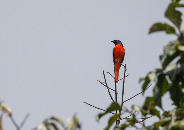 ヒイロサンショウクイ1