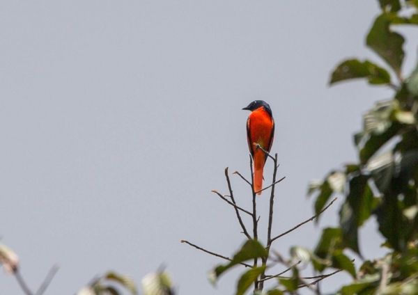 ヒイロサンショウクイ4