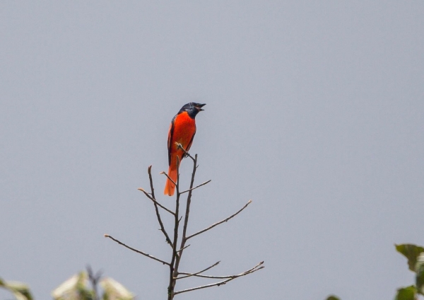 ヒイロサンショウクイ5