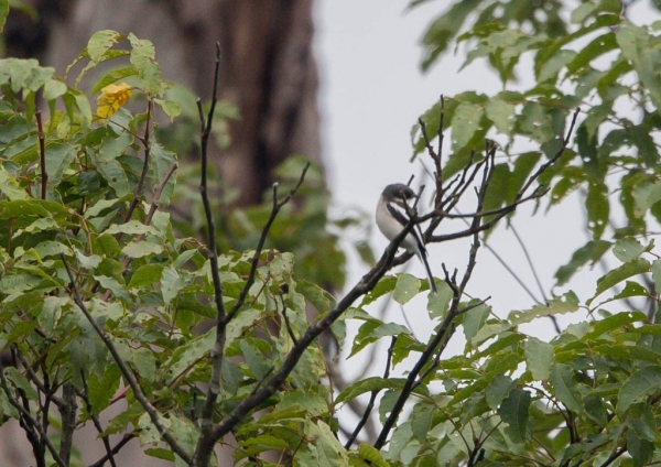 ヒタキサンショウクイ3