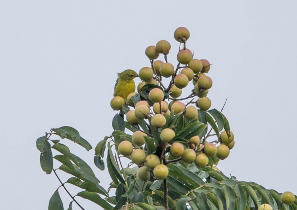 ヒメコノハドリ1