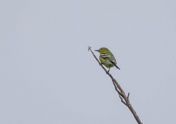 ヒメコノハドリ3