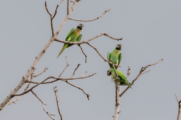 ダルマインコ10