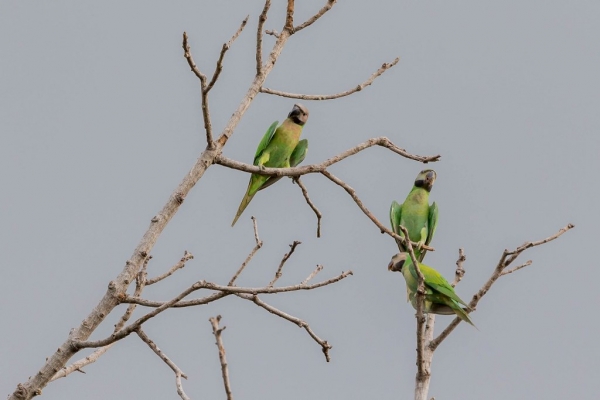 ダルマインコ12