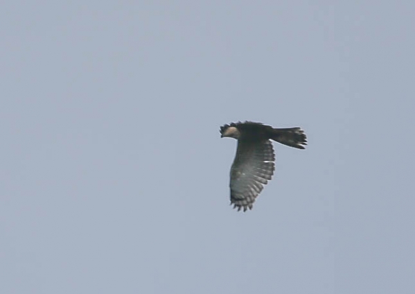 チャイロカッコウハヤブサ5