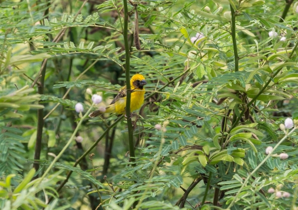 キンイロコウヨウジャク8