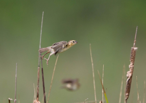 キンイロコウヨウジャク13