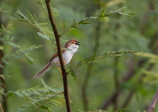 キンメセンニュウチメドリ6