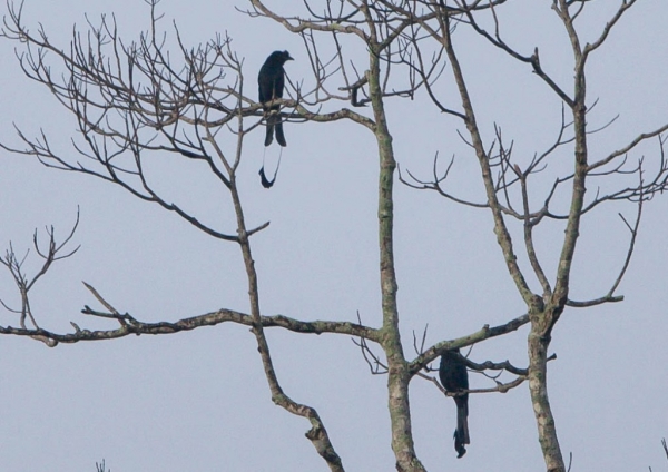 カザリオウチュウ1