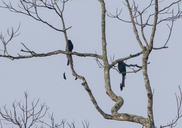 カザリオウチュウ3