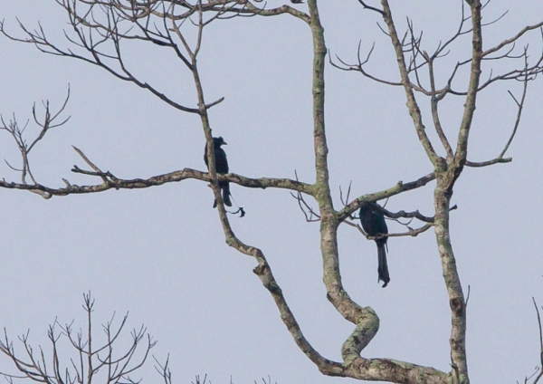 カザリオウチュウ4