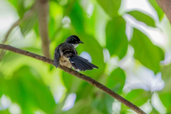 ムナオビオウギヒタキ4