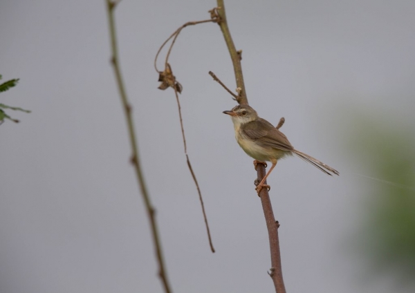 マミハウチワドリ5