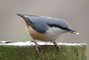 山頂エサ台のコジュウカラ2
