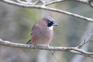 山頂にもカケス1