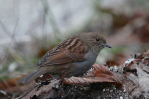 香楠荘の方に上がったら目の前にカヤクグリ2