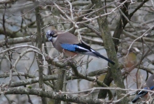 香楠荘のカケスところに戻ってカケス2
