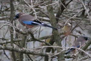 香楠荘のカケスところに戻ってカケスが2羽