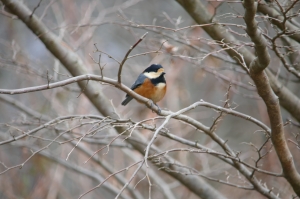 香楠荘の近くでヤマガラ