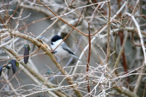 香楠荘の近くでピンぼけコガラ