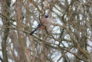 香楠荘の近くでカケス2