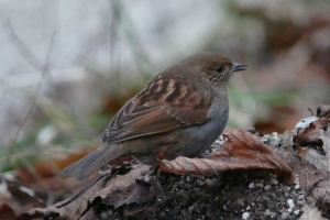 香楠荘の方に上がったら目の前にカヤクグリ