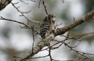 ロープウエイ駅の近くの木でコゲラ