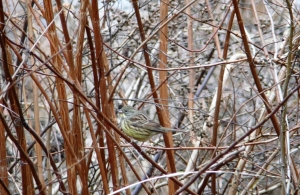 釣り場のとこのアオジの雌