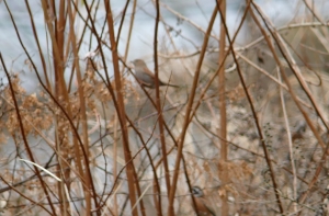 釣り場のとこのカヤクグリ2