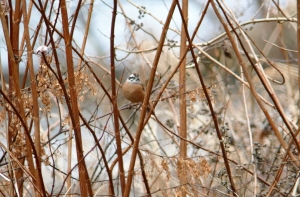 釣り場のとこのホオジロ