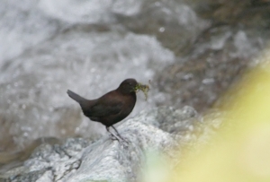 釣り場のとこのカワガラス
