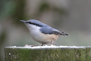 コジュウカラ4 (1)