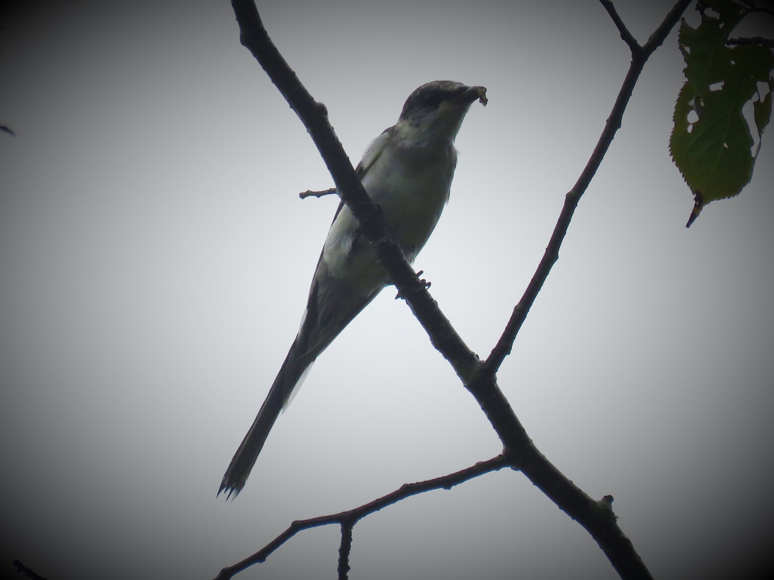 3サンショウクイ