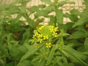 Wormseed wallflower (Erysimum cheiranthoides) in a growth chamber at the Boyce Thompson Institute.