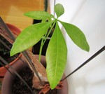 パキラ11年目の新芽2011-9-12 パキラ11年目の新芽2011-9-12