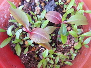 タデ2015-3-31 タデ2015-3-31