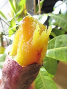 紅アズマ・焼き芋2018-1-29 紅アズマ・焼き芋2018-1-29