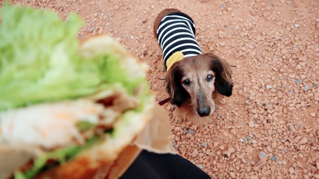 f:id:A-hanoi:20201212181510j:image f:id:A-hanoi:20201212181510j:image