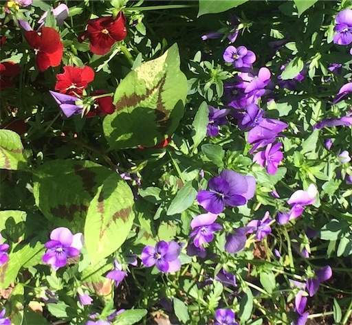 f:id:AIaoko:20200724073515j:image f:id:AIaoko:20200724073515j:image