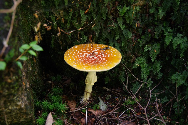 f:id:Argon:20180928102340j:plain f:id:Argon:20180928102340j:plain