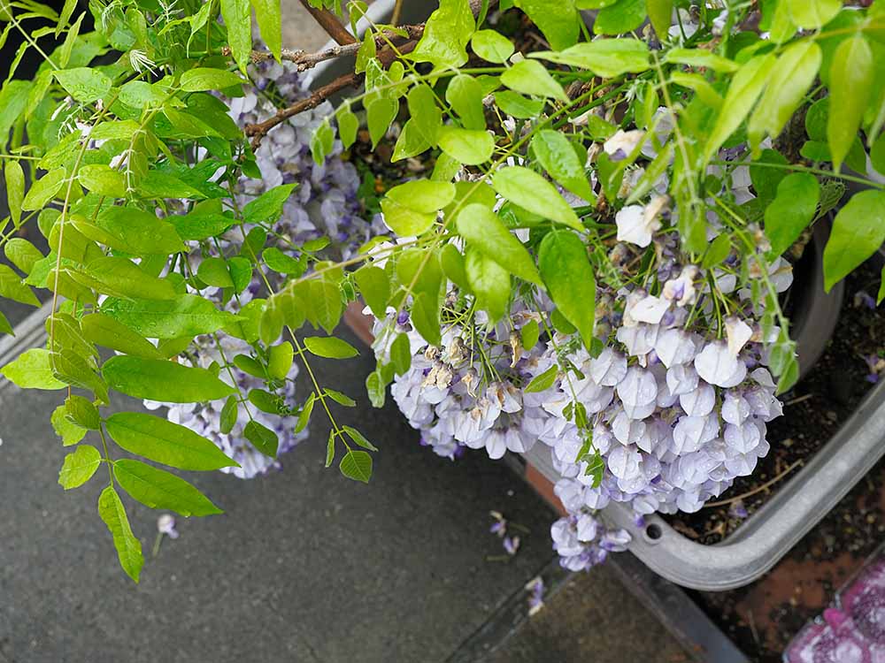 f:id:Etsuro1:20210413111732j:plain