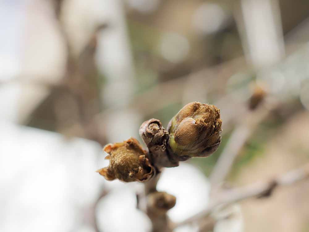 f:id:Etsuro1:20220320084114j:plain