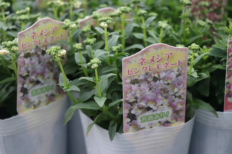 f:id:GP-Yamacho:20210204164611j:plain