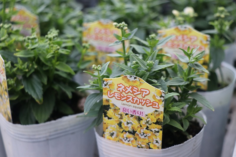 f:id:GP-Yamacho:20210204164654j:plain