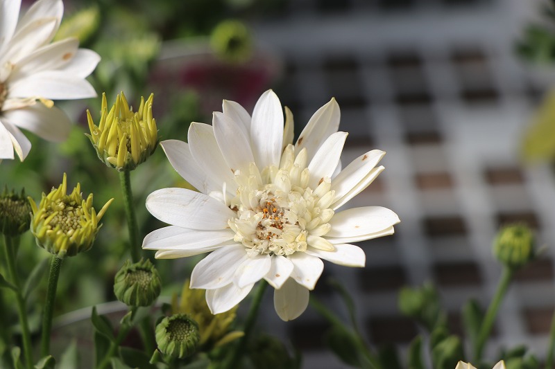 f:id:GP-Yamacho:20210218113612j:plain