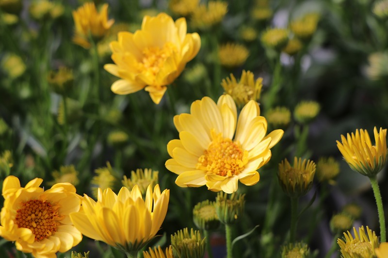 f:id:GP-Yamacho:20210218113623j:plain