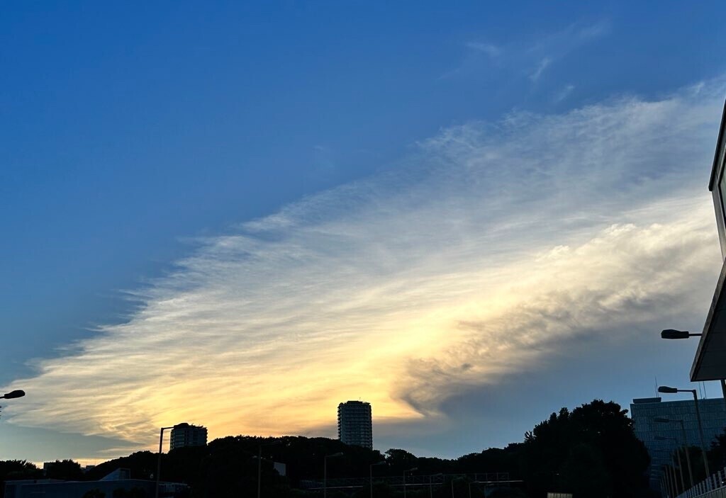 f:id:Magnoliarida:20230729103114j:image f:id:Magnoliarida:20230729103114j:image