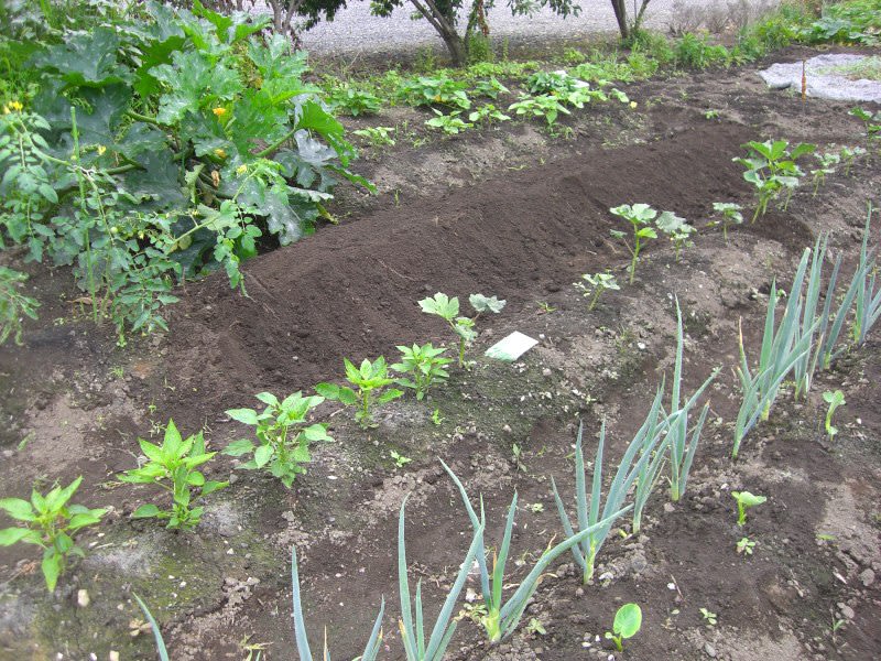 Papas_014_1 Papas_014_1