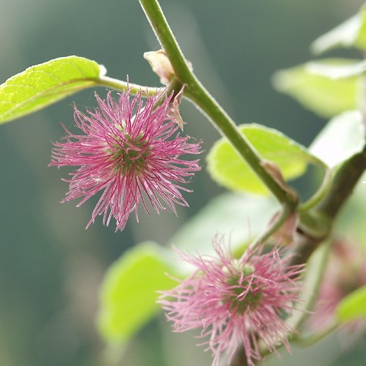 f:id:akigamishop:20210623013303j:plain