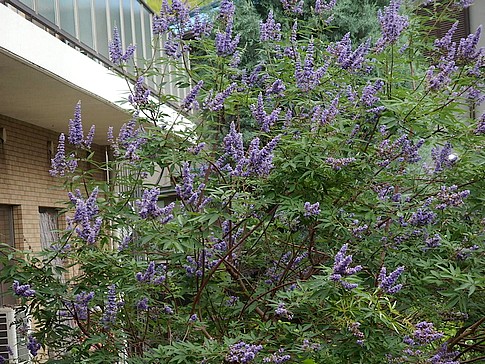 f:id:akinosato:20150709112851j:image f:id:akinosato:20150709112851j:image